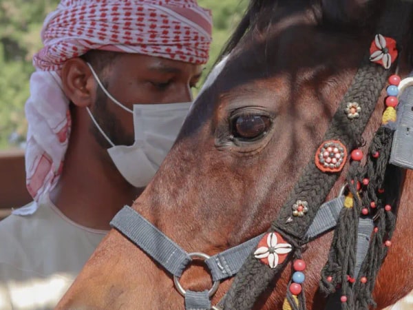 Abu Dhabi Arabian Jewel city tour